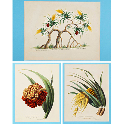 A group of three hand colored Botanical prints