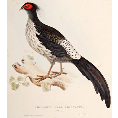  PHASIANUS ALBO-CRISTATUS (MALE WHITE-CRESTED PHEASANT)