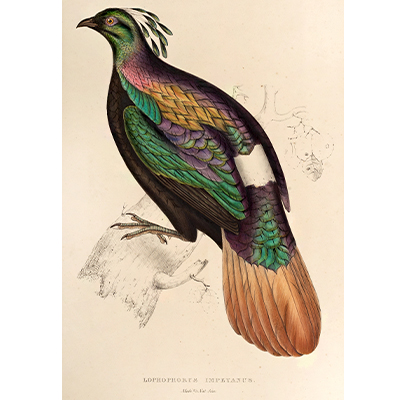 LOPHOPHORUS IMPEYANUS (MALE) HIMALAYAN MONAL