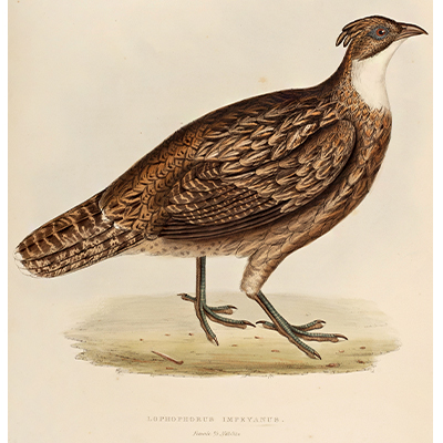 LOPHOPHORUS IMPEYANUS (FEMALE) (HIMALAYAN MONAL)