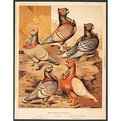 A SET OF FOUR CHROMOLITHOGRAPH OF PIGEONS