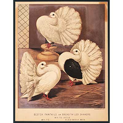 A SET OF FOUR CHROMOLITHOGRAPH OF PIGEONS