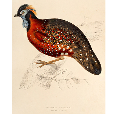 TRAGOPAN SATYRUS (ADULT MALE)